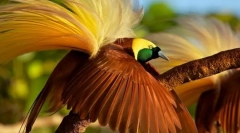 Голема рајска птица